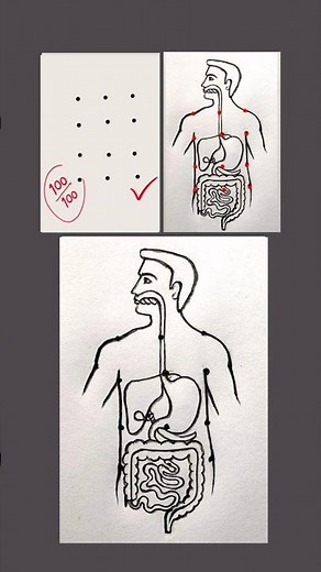 Human Digestive System Drawing | How to Draw Human Digestive System Diagram