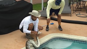 Watch this monster 15-foot python suddenly come back to life