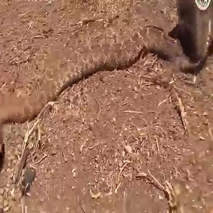 1.4K views · 13 reactions | Iguana eating rattlesnake | Nature Agry | Facebook