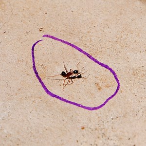 DIY Pest Control: Easy Hacks for Every Home | 5-Minute Recycle