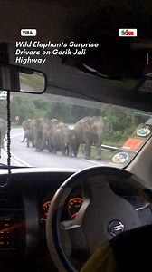 19 Dec 2024: Over 10 wild elephants, including adults and their young, stunned motorists on the Gerik-Jeli Highway recently. 📹️ dauss1997 #WildlifeEncounter #GerikJeliHighway #ElephantSighting #MalaysiaNews | The Sun Malaysia