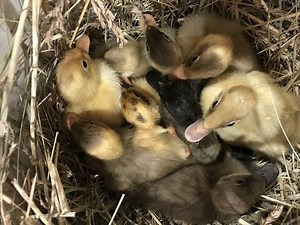 How To Determine The Sex Of Your Duckling And 3 Methods How We Brooded This Year