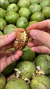 Shelling process of newly harvested walnuts