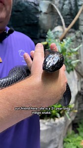 1.1K views · 18 reactions | Everyone meet Blue, our indigo snake!  Blue and our animal care specialist, Mark, are sharing fun facts for #WorldSnakeDay! Learn more about Blue and unravel the reason why snakes shed their skin! | Orlando Science Center | Facebook