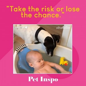 This pup is a risk taker | The Pet Collective
