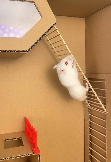 Hamster Maze Escape Challenge Inspired by Squid Game
