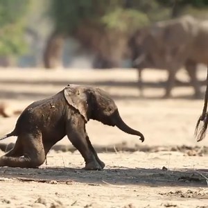 18 reactions | First steps of a baby elephant..  #elephant #elephantlove #elephantlovers #elephantfamily #elephantsofinstagram #elephantart #animals #animallover | Animals Videos | Facebook