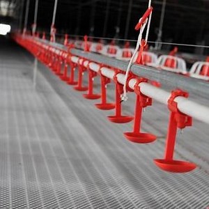 [Hot Item] Chinese Manufacture Supply Automatic Nipple Drinking Line for Broier Chicken