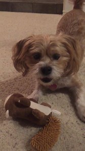 296 reactions · 11 shares | Playing with my squirrel.. | Daily Dose of Douglas | Facebook