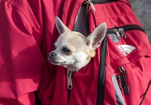 Can I Put My Dog In A Regular Backpack? (Solved!) - [2026]