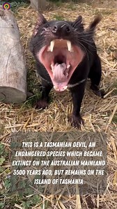 313K views · 460 reactions | Prior to 1941 Tasmanian Devils were nearly bounty hunted to extinction | causes.com | Facebook