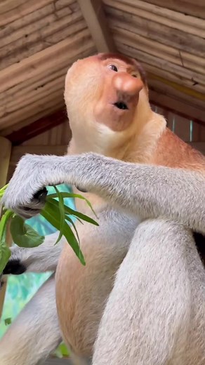 Proboscis Monkey: Funniest Moments in Nature