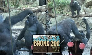 Giant male primate shocks families at Bronx Zoo with sex act