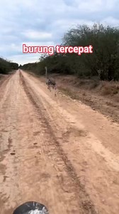 9.1K views · 62 reactions | Burung balap #everybody #reels #fyp Sorotan Publik | Kuryani Utih | Facebook