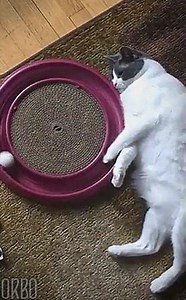 2.4K views · 76 reactions | That's All I Want To Do Sometimes..  | CatFly | Facebook