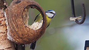 Great Tit Bird Eating from Coconut Shell Wincent u0ECG #bird #nature #wildlife | HAWI Studios