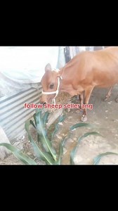 7.9K views · 99 reactions | 9622855589 Asalamualaikum hope all friends are fine 2nd lactation pregnant cow 9month pregnant is looking for new home at Alamgari Bazar srinagar 12 ltr milk records in ist lactation Call him for more details 9622855589. #cows #post #viralvideochallenge Follow sheep seller ang For ADD PROMOTION CONTACT 77808 37312 Thanks to all brothers who support  ❤️   ♥️ | sheep seller ang | Facebook