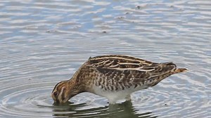 3.9K views · 163 reactions | Agachadiz comun‼️ #commonsnipe #agachadiza #chica #comun #snipe #bird #gallinagogallinago #seasonb | Duckhuntingg | Facebook