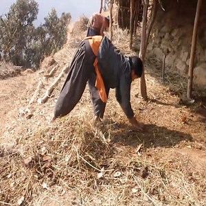 16K views · 353 reactions | Milking in village Cooking milk by using primitive technology | Traditional Life TV | Facebook