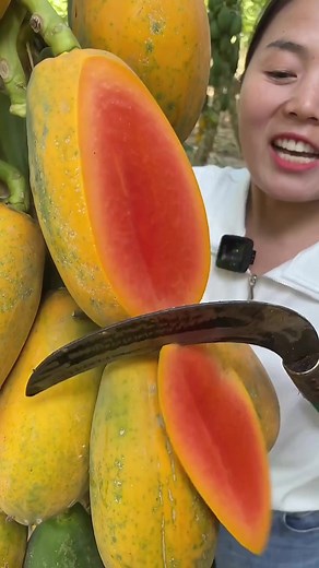Harvesting Yellow Papayas in a Lush Orchard