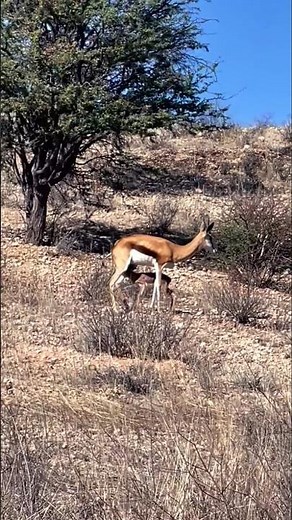 Baby Antelope Takes First Step #wildlife