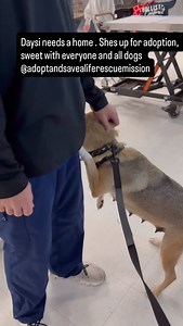 18 reactions | #adoptandsavealiferescuemission #miami #3055253486 #adoptdontshop #adoptdontshop❤️ | Adopt and Save a Life Rescue Mission | Facebook