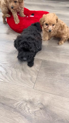 #cavapoo #cockapoo #puppy #puppylove #puppies #fypシ゚viralシfypシ゚ | Arizona Cavapoo & Cockapoo paws