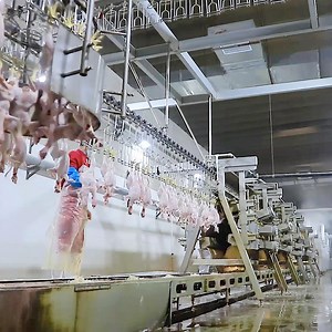 [Hot Item] 1000bph Semi Automatic Complete Chicken Quail Goose Duck Poultry Processing Line Equipment for Sale