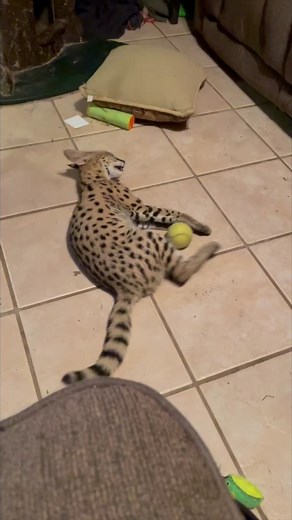 15K views · 303 reactions | Playful African Serval #africanserval #playing #cute #animalrescue #animals | The CARE Foundation | Facebook
