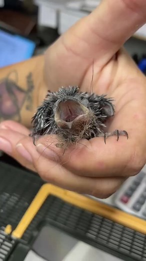 Nestling chimney swift 🏠 #fyp #chimneyswift #babybird #localbirds #birdnoises #chimneybird #cutebird #tinybird #wildliferescue #wildliferehab #animalrescue #donate #animalsponsorship | Carolina Waterfowl Rescue