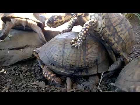 Eastern Box Turtle Mating - Courtship and copulation