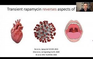 Rapamycin is the gold standard for longevity interventions – Lifeboat News: The Blog
