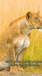 2.5K views · 28 reactions | pregnant lioness. #lioness #lions #pregnant #animals #wildlife #wildanimals #wildlifephotography #wildlifeonearth #wildnature #wildgeography #lion #bigcat #bigcatsofinstagram #animalsofinstagram #animals_captures #animallovers #animalpolis #animalphotography #fyp | Wildlifetobe | Facebook