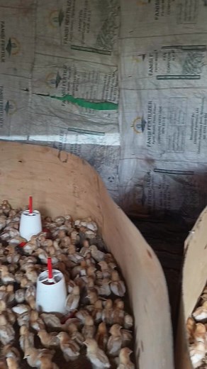 Commercial layers brooding | Neohen farms Enterprises