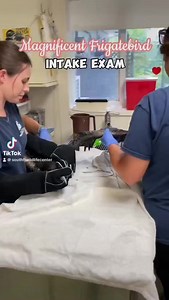 17 reactions | The Magnificent Frigatebird is a large seabird that...