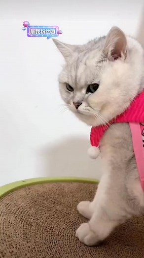 Grumpy Cat Vibes | Mèo Meme