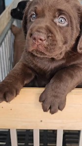 ไปกันต่อ มาเล่นกัน | Akat Labrador