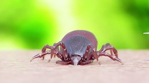 「3d Animation Tick Removal」の動画素材（ロイヤリティフリー）1022858098 | Shutterstock