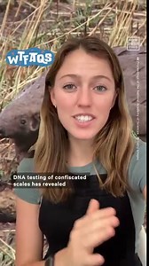 25K views · 94 reactions | A previously unknown 9th species of pangolin seems to have been hiding in plain sight for millions of years — here’s what we know about the cryptic discovery | NowThis Earth | Facebook