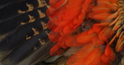 Learn basic Te Reo Māori | Te Ara Reo Māori Level 2 | Te Wananga o Aotearoa