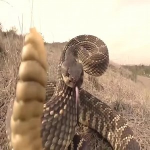Python Hunting | Beautiful Planet Earth | Facebook