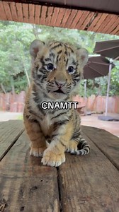 Chú mèo con dễ thương #cnamtt #kysuvungbien🇻🇳🇻🇳 #tamgiacvang