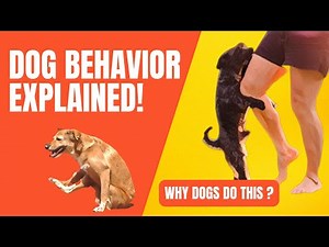 The Meaning Of The 20 Strangest Dog Behaviors | Topissimo Animals
