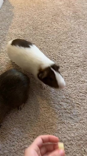 Snoopy Hammer on TikTok