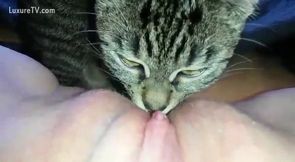 cat licking owner's pussy