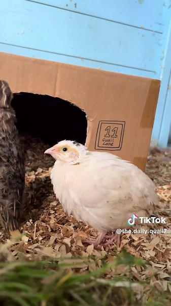 They are now big enough for their outdoor enclosure! #quail #chicks #cute #funny #grow #3weeks
