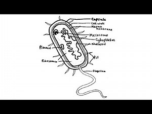 Prokaryotic Cell Diagram easy