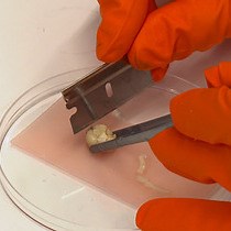 Video: Immunohistochemical Analysis in the Rat Central Nervous System and Peripheral Lymph Node Tissue Sections