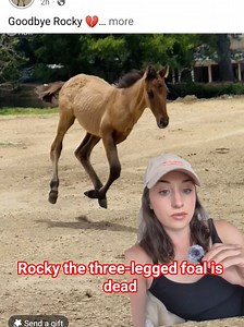 Rocky the Three-Legged Foal Dead: What Happened and Why