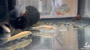 Meet the Golden Chinese Algae Eater! Not only does this vibrant fish add a pop of color to your tank, but it also works hard to keep your aquarium spotless by munching on algae. Perfect for any setup, this golden beauty brings both style and function!  Ready to add one to your tank? Check them out today! | Pet Zone Tropical Fish, San Diego, California | Facebook